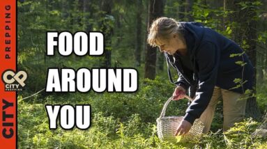 25 Plants You Can Eat In Nature (foraging for food)