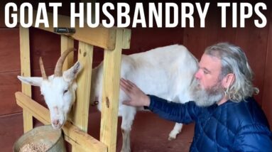 Goat Husbandry Tips | Alan Kay