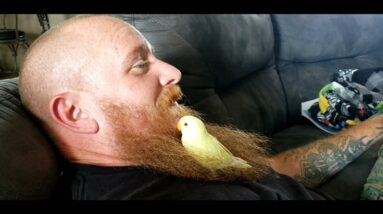 (Stocker bird) Got a lovebird for my daughter's birthday and it won't leave me alone.