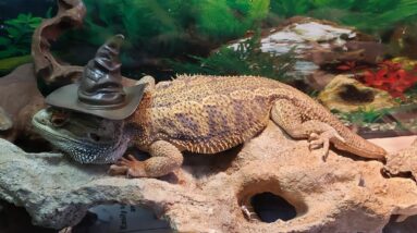 Homestead Non Specific