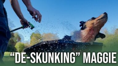 How To Wash Skunk Smell Off Your Dog | ON Three