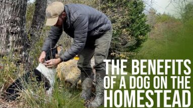 Why You Need a Dog for your Homestead | ONThree