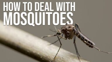 Dealing with Mosquitoes While Camping