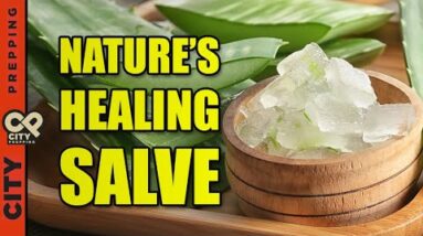 How to Make Aloe Vera Powder (Freeze Dried and Dehydrated)