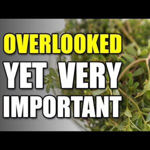 The Edible SuperFood Weed Growing In Your Yard