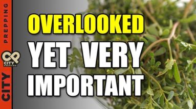 The Edible SuperFood Weed Growing In Your Yard