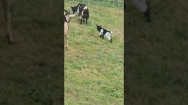 Oreo had her Baby. Meet Domino!