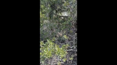 Survival EDC Gear: Confusing Camo Part One