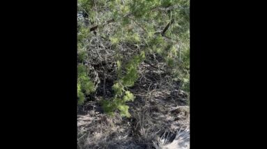 Survival EDC Gear: Confusing Camo Part Two