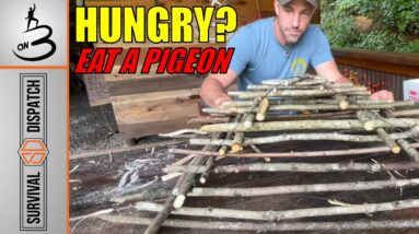 Urban SURVIVAL Trapping | ON3 Jason Salyer