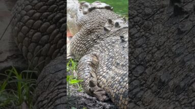 What is Your Survival Solution for a Croc Encounter? | ON3 Jason Salyer