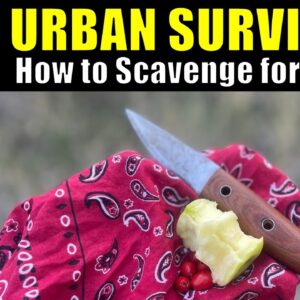 Surviving the Streets: How to Find Food in Urban Environments
