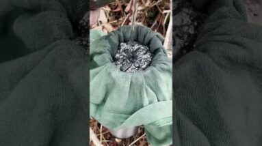 Filtering Water with Charcoal   ON Three