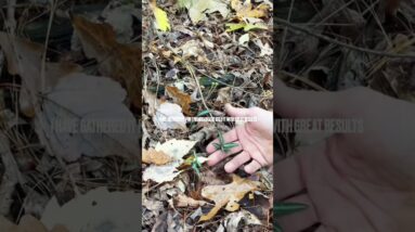 FREE Food and Medicinal Sources To Stockpile