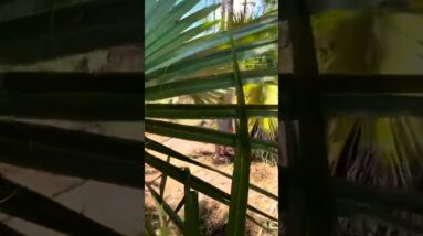 The #1 Survival Plant!