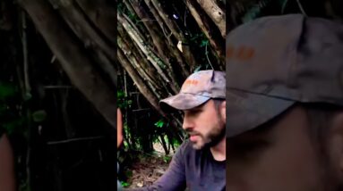 Natural Shelter Build Without Tools