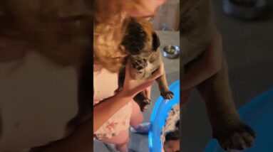 Caine Corso and English Mastiff puppy update.