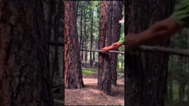 Cutting wood without tools!