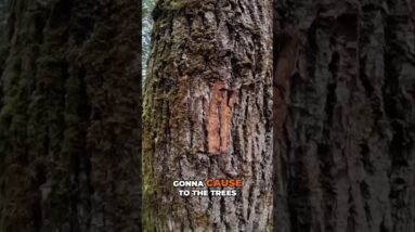 Wayfinding in the Woods Without Equipment @SurvivalDispatchNews is our new channel!
