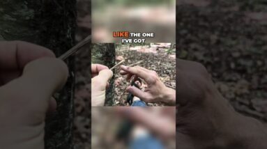 Primitive First Aid: PINE SAP @SurvivalDispatchNews is our new channel!