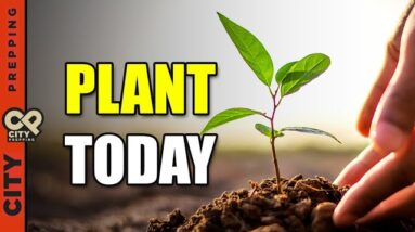10 Vegetables You Need To Plant In August 2024