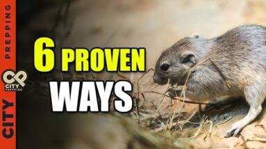 6 Proven Ways to Keep Rodents Out of Your Garden (Without Poison)