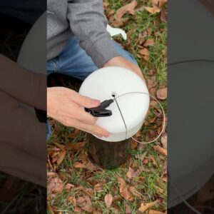 Dirty Man Safe : The Pirate's Life for Me!