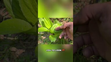 Amazing Plantain🌱Learn Its Survival Uses NOW!