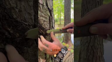 Survival Fire Starter🌲Fatwood & Pine Resin Secret