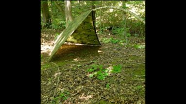 DIY Bent Sapling Shelter