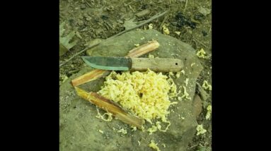 Fatwood Will Guarantee Your Next Campfire